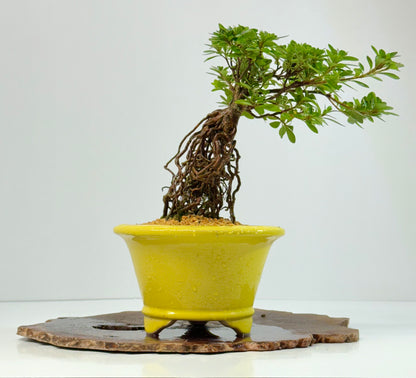 Exposed Root Azalea Bonsai | Flowering Satsuki Azalea – 30 cm