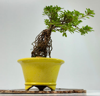 Exposed Root Azalea Bonsai | Flowering Satsuki Azalea – 30 cm