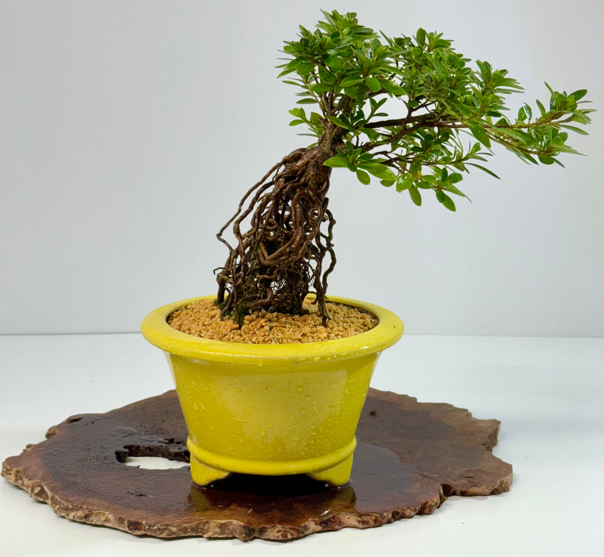 Exposed Root Azalea Bonsai | Flowering Satsuki Azalea – 30 cm