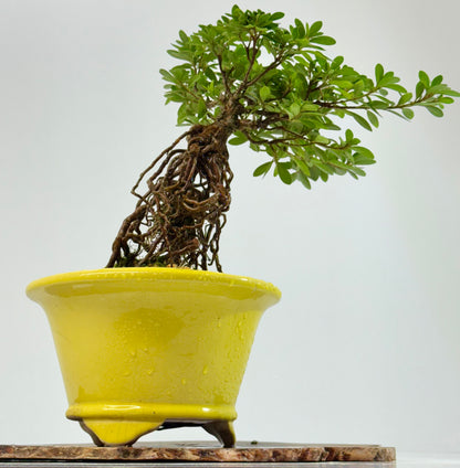 Exposed Root Azalea Bonsai | Flowering Satsuki Azalea – 30 cm