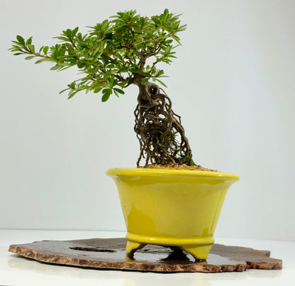 Exposed Root Azalea Bonsai | Flowering Satsuki Azalea – 30 cm