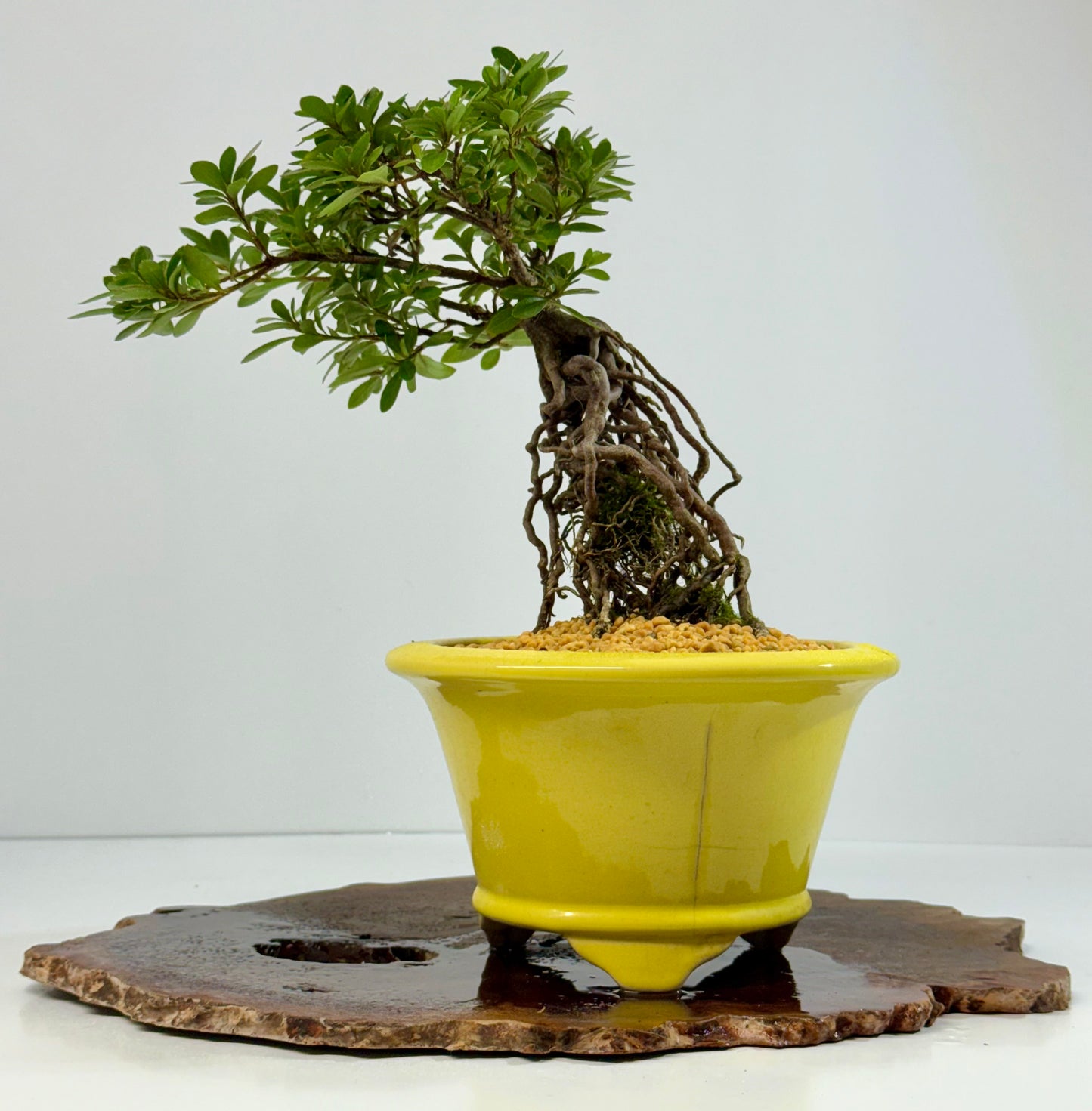 Exposed Root Azalea Bonsai | Flowering Satsuki Azalea – 30 cm
