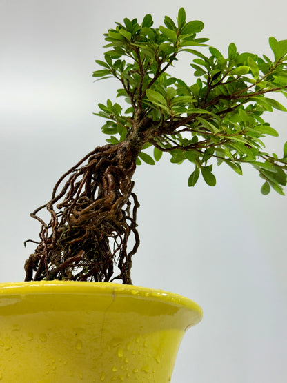Exposed Root Azalea Bonsai | Flowering Satsuki Azalea – 30 cm