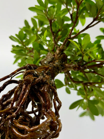 Exposed Root Azalea Bonsai | Flowering Satsuki Azalea – 30 cm