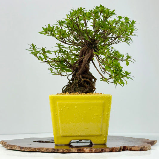 Exposed Root Azalea Bonsai | Flowering Satsuki Azalea – 30 cm