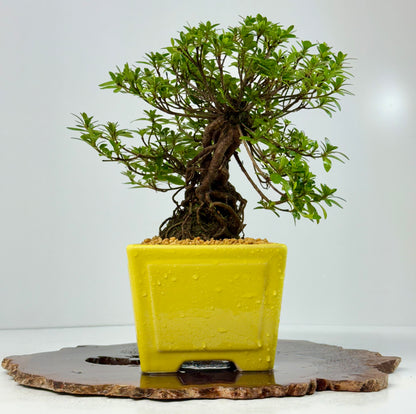 Exposed Root Azalea Bonsai | Flowering Satsuki Azalea – 30 cm