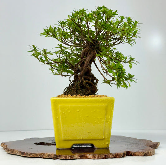 Exposed Root Azalea Bonsai | Flowering Satsuki Azalea – 30 cm