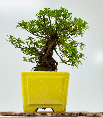Exposed Root Azalea Bonsai | Flowering Satsuki Azalea – 30 cm