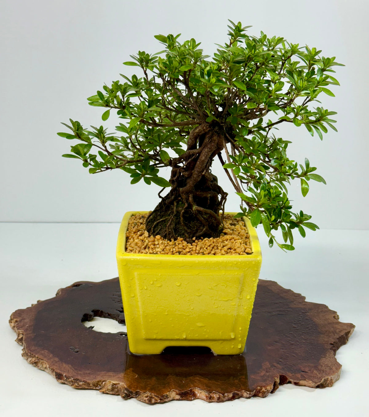 Exposed Root Azalea Bonsai | Flowering Satsuki Azalea – 30 cm