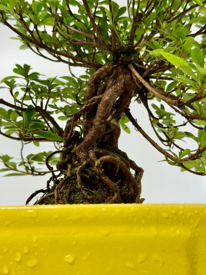 Exposed Root Azalea Bonsai | Flowering Satsuki Azalea – 30 cm