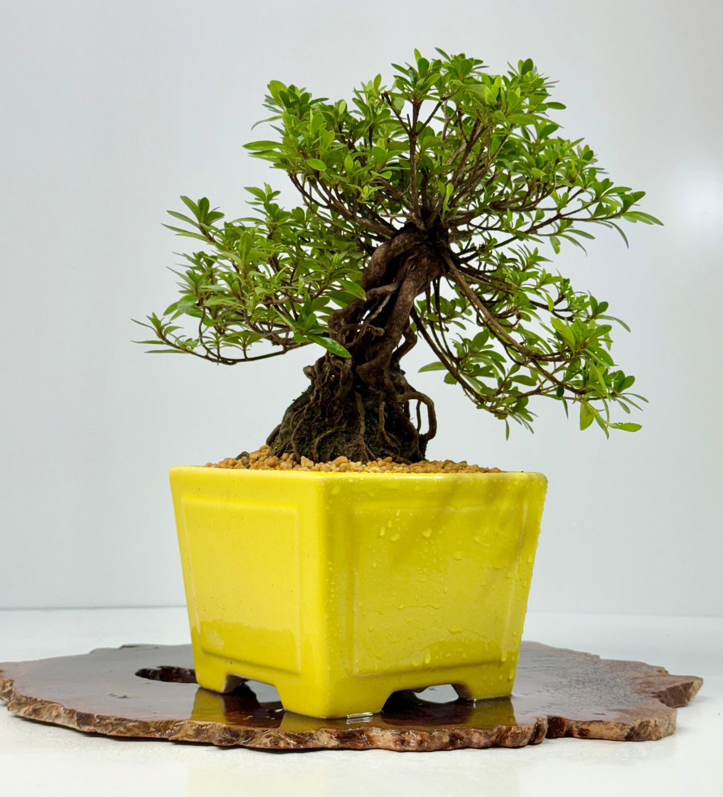 Exposed Root Azalea Bonsai | Flowering Satsuki Azalea – 30 cm
