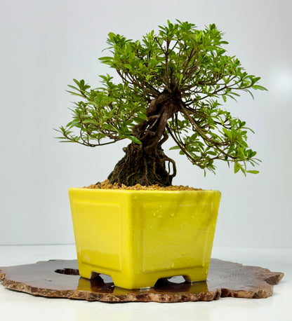 Exposed Root Azalea Bonsai | Flowering Satsuki Azalea – 30 cm