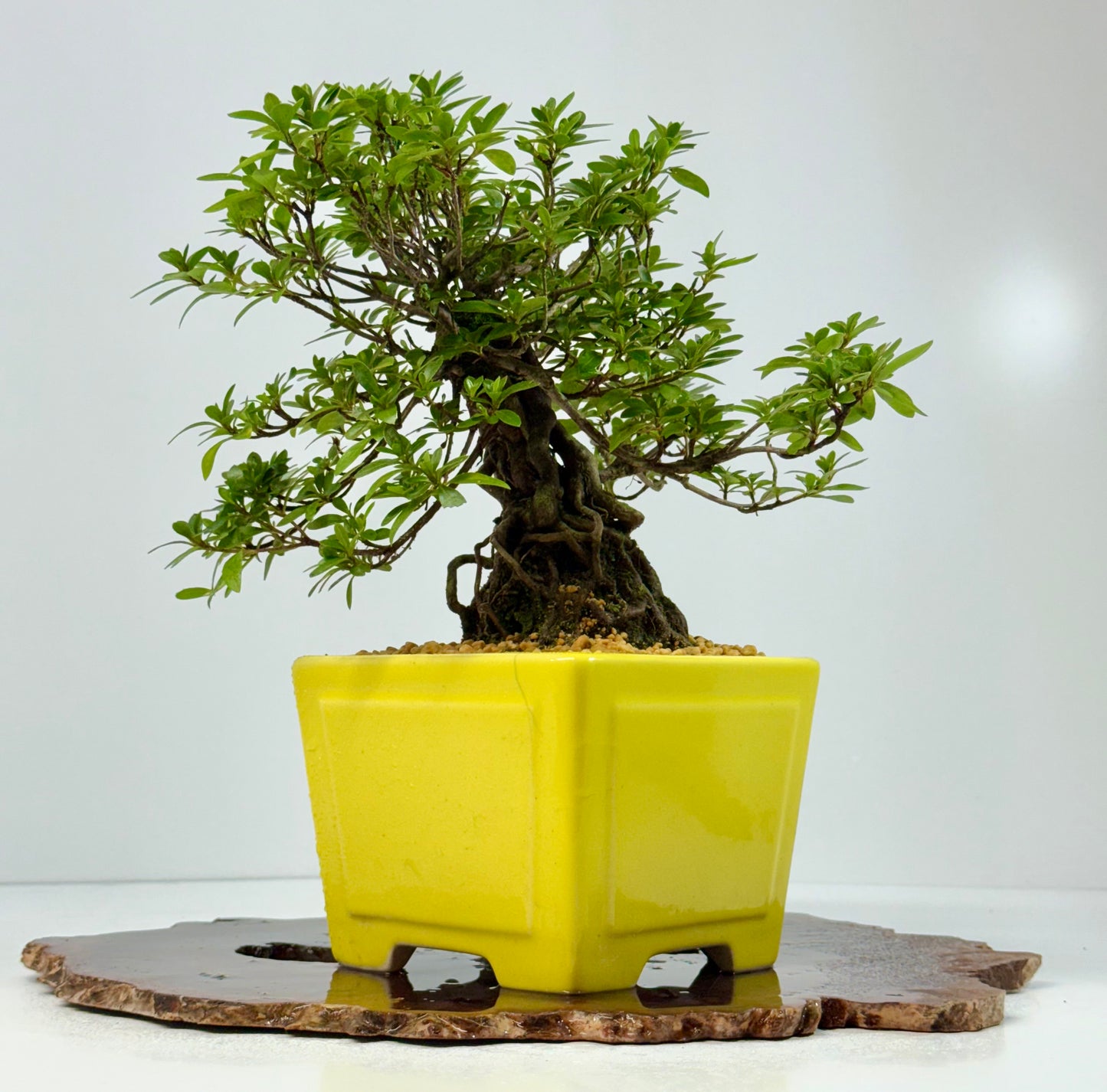 Exposed Root Azalea Bonsai | Flowering Satsuki Azalea – 30 cm