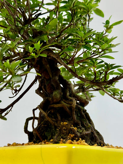 Exposed Root Azalea Bonsai | Flowering Satsuki Azalea – 30 cm