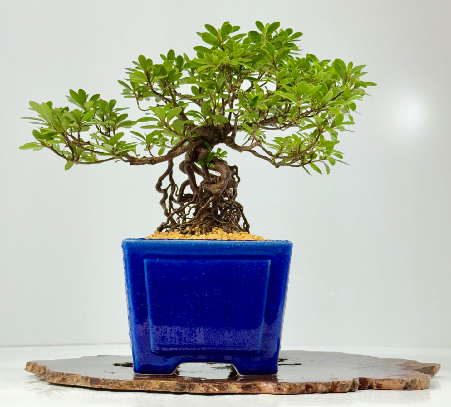 Exposed Root Azalea Bonsai | Flowering Satsuki Azalea – 29 cm
