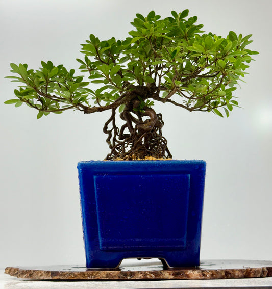 Exposed Root Azalea Bonsai | Flowering Satsuki Azalea – 29 cm