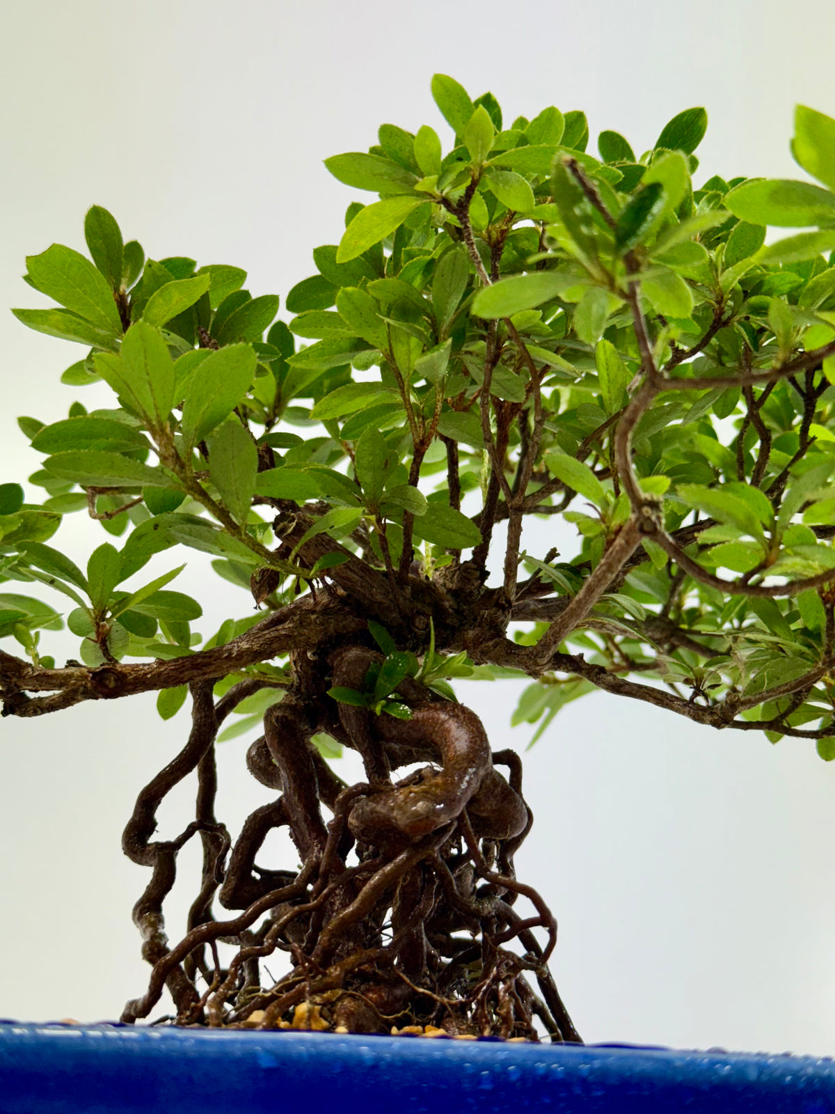 Exposed Root Azalea Bonsai | Flowering Satsuki Azalea – 29 cm