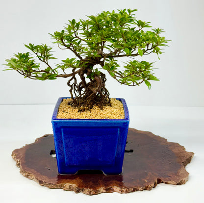 Exposed Root Azalea Bonsai | Flowering Satsuki Azalea – 29 cm