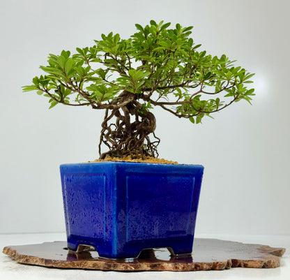 Exposed Root Azalea Bonsai | Flowering Satsuki Azalea – 29 cm