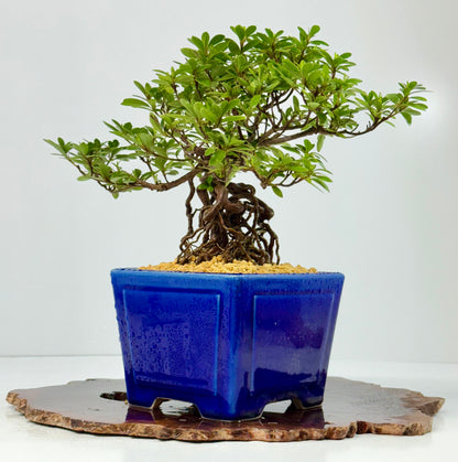Exposed Root Azalea Bonsai | Flowering Satsuki Azalea – 29 cm