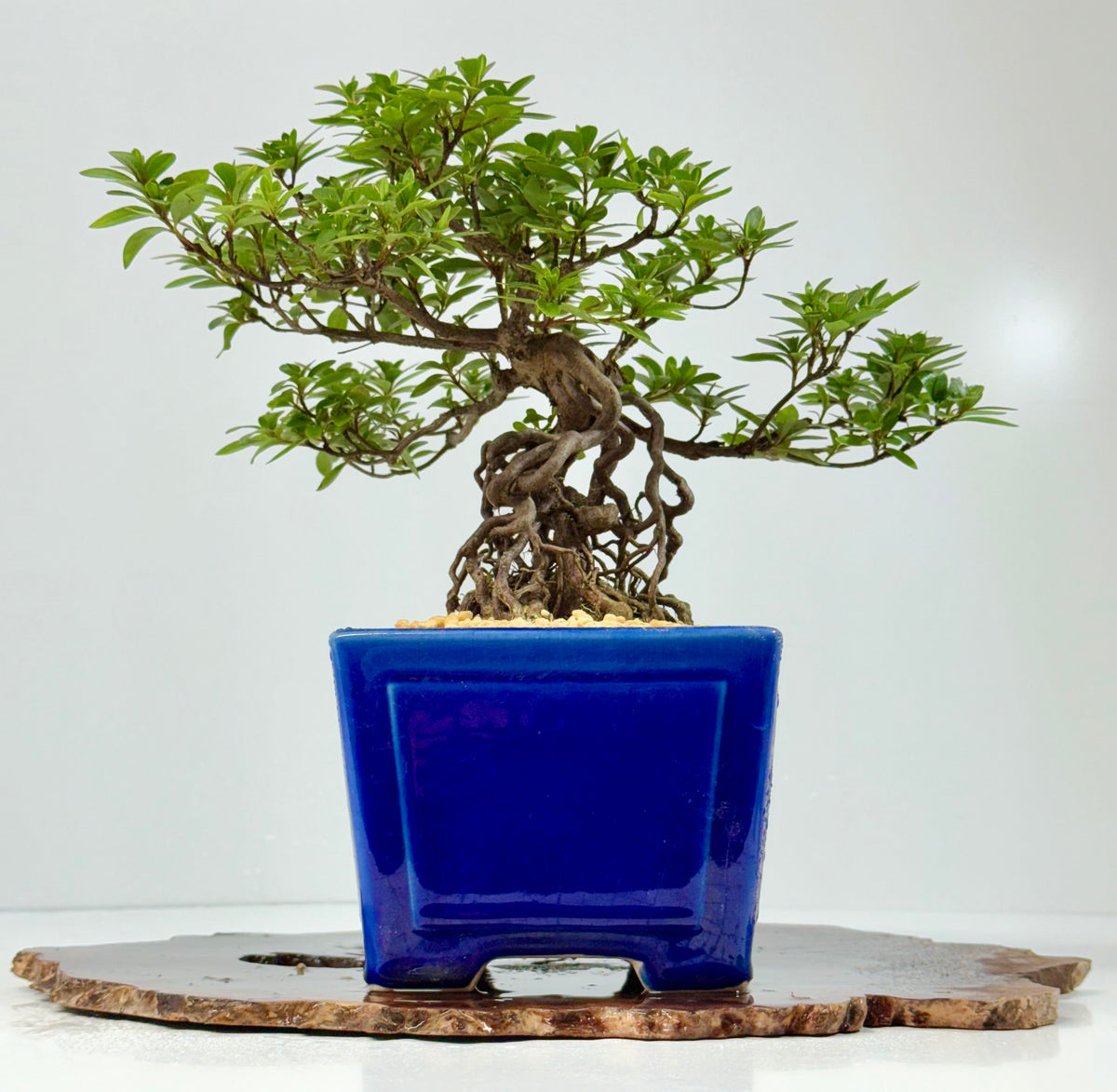 Exposed Root Azalea Bonsai | Flowering Satsuki Azalea – 29 cm