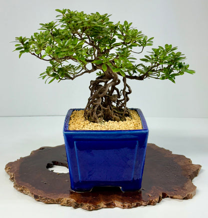 Exposed Root Azalea Bonsai | Flowering Satsuki Azalea – 29 cm