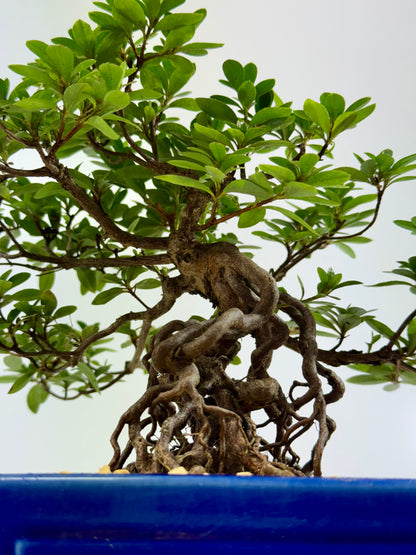 Exposed Root Azalea Bonsai | Flowering Satsuki Azalea – 29 cm
