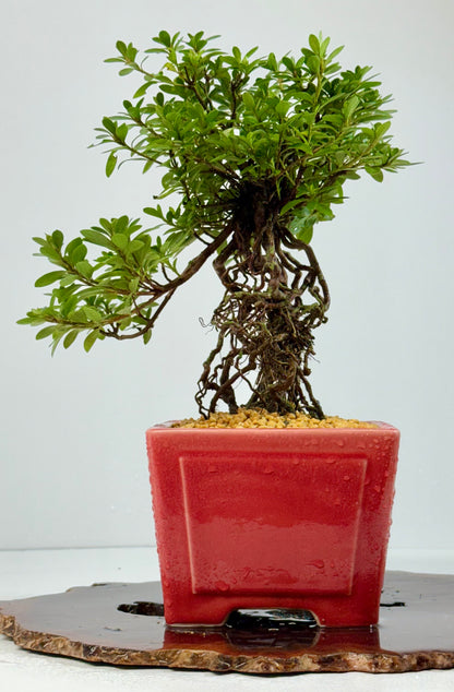 Exposed Root Azalea Bonsai | Flowering Satsuki Azalea – 34 cm
