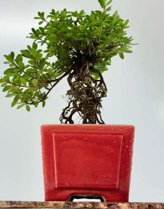 Exposed Root Azalea Bonsai | Flowering Satsuki Azalea – 34 cm