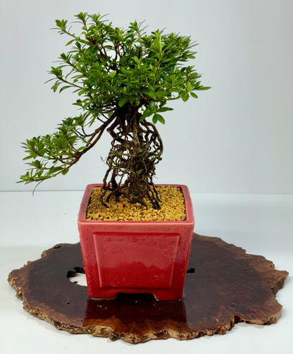 Exposed Root Azalea Bonsai | Flowering Satsuki Azalea – 34 cm