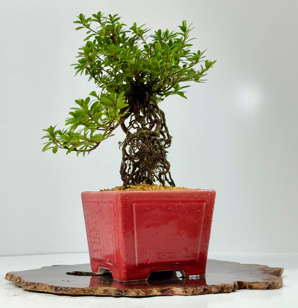 Exposed Root Azalea Bonsai | Flowering Satsuki Azalea – 34 cm