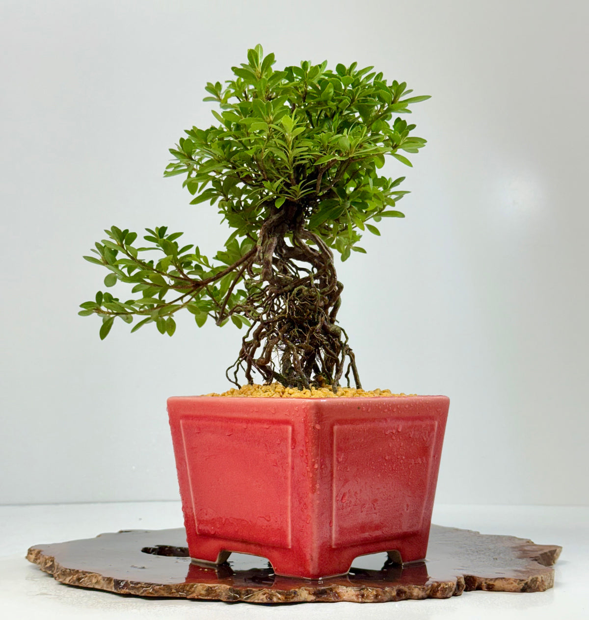 Exposed Root Azalea Bonsai | Flowering Satsuki Azalea – 34 cm