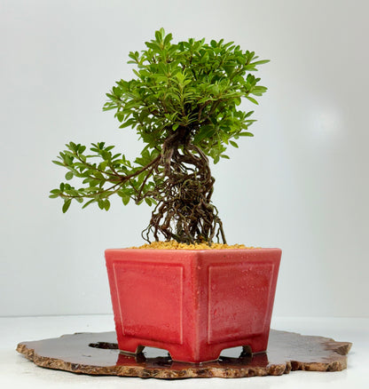 Exposed Root Azalea Bonsai | Flowering Satsuki Azalea – 34 cm