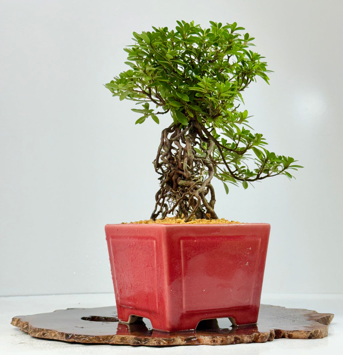 Exposed Root Azalea Bonsai | Flowering Satsuki Azalea – 34 cm
