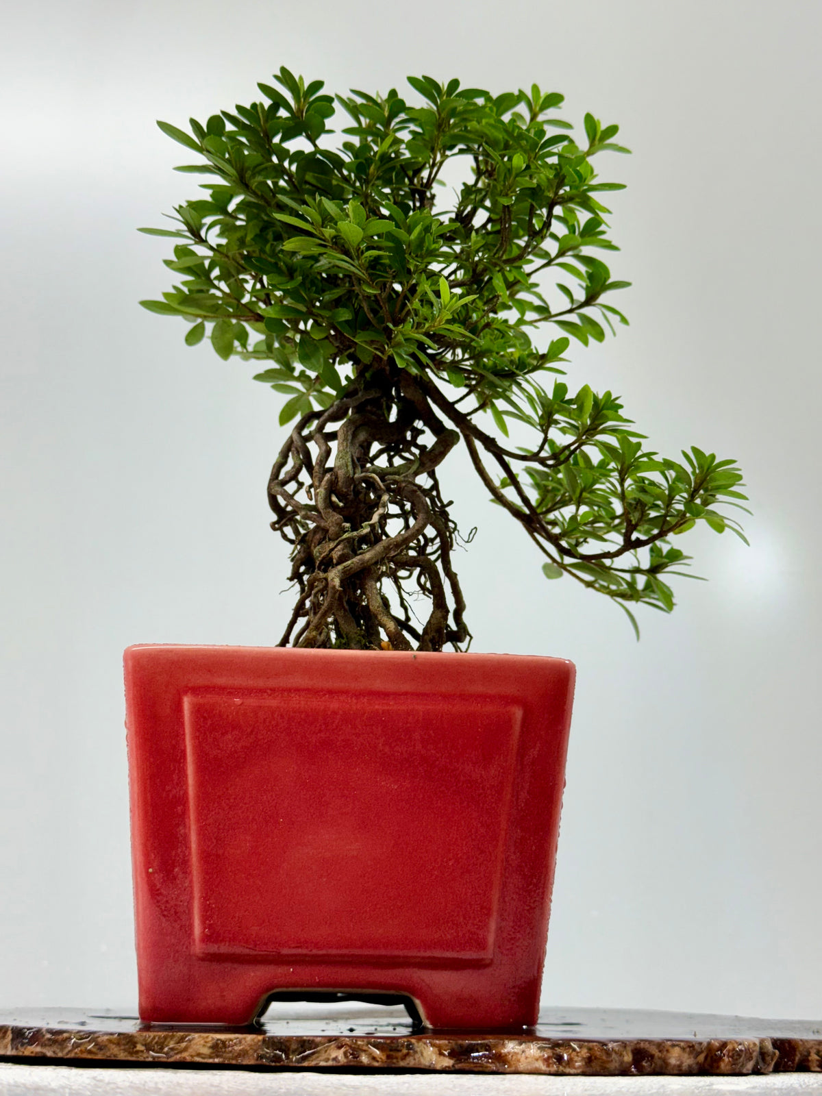 Exposed Root Azalea Bonsai | Flowering Satsuki Azalea – 34 cm