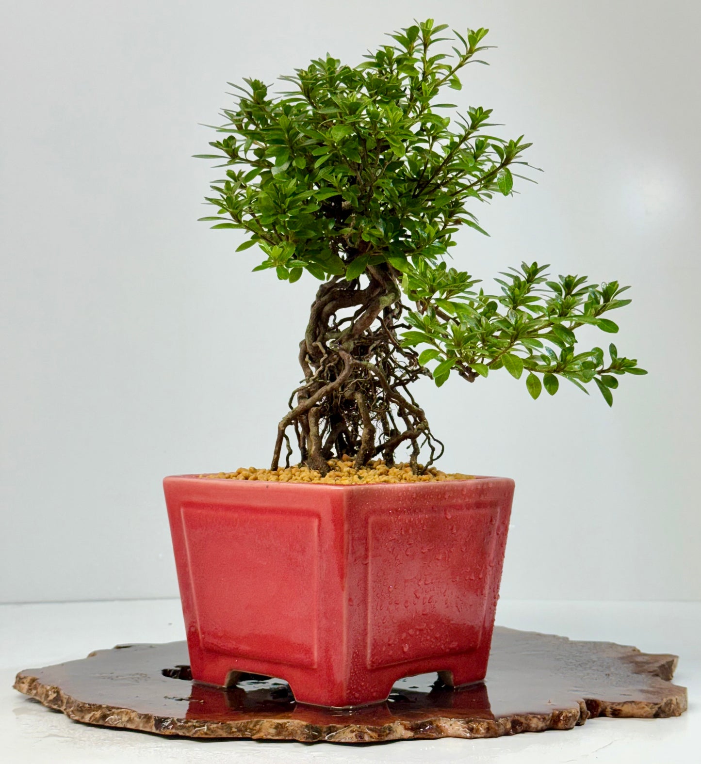 Exposed Root Azalea Bonsai | Flowering Satsuki Azalea – 34 cm