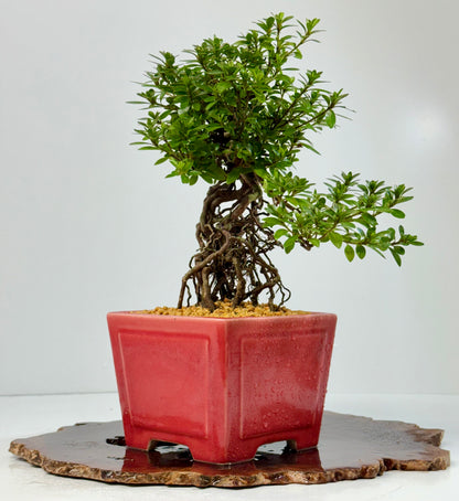 Exposed Root Azalea Bonsai | Flowering Satsuki Azalea – 34 cm