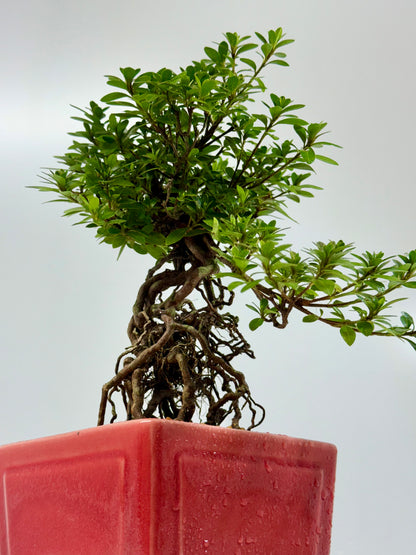 Exposed Root Azalea Bonsai | Flowering Satsuki Azalea – 34 cm