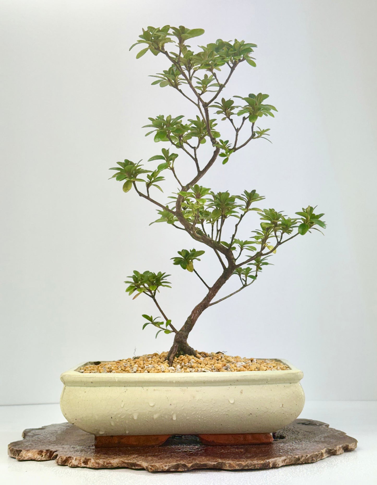 Satsuki Azalea Bonsai Tree – 40cm Flowering Bonsai