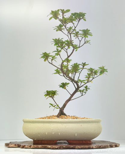 Satsuki Azalea Bonsai Tree – 40cm Flowering Bonsai
