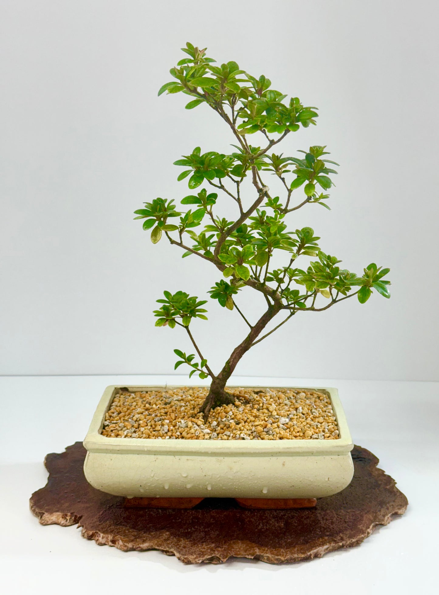 Satsuki Azalea Bonsai Tree – 40cm Flowering Bonsai
