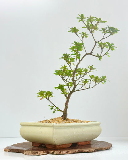 Satsuki Azalea Bonsai Tree – 40cm Flowering Bonsai