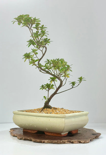 Satsuki Azalea Bonsai Tree – 40cm Flowering Bonsai