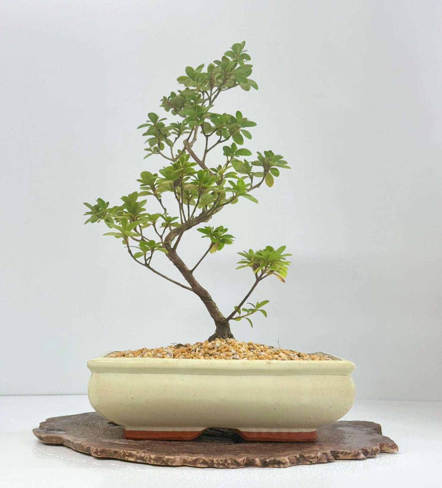 Satsuki Azalea Bonsai Tree – 40cm Flowering Bonsai