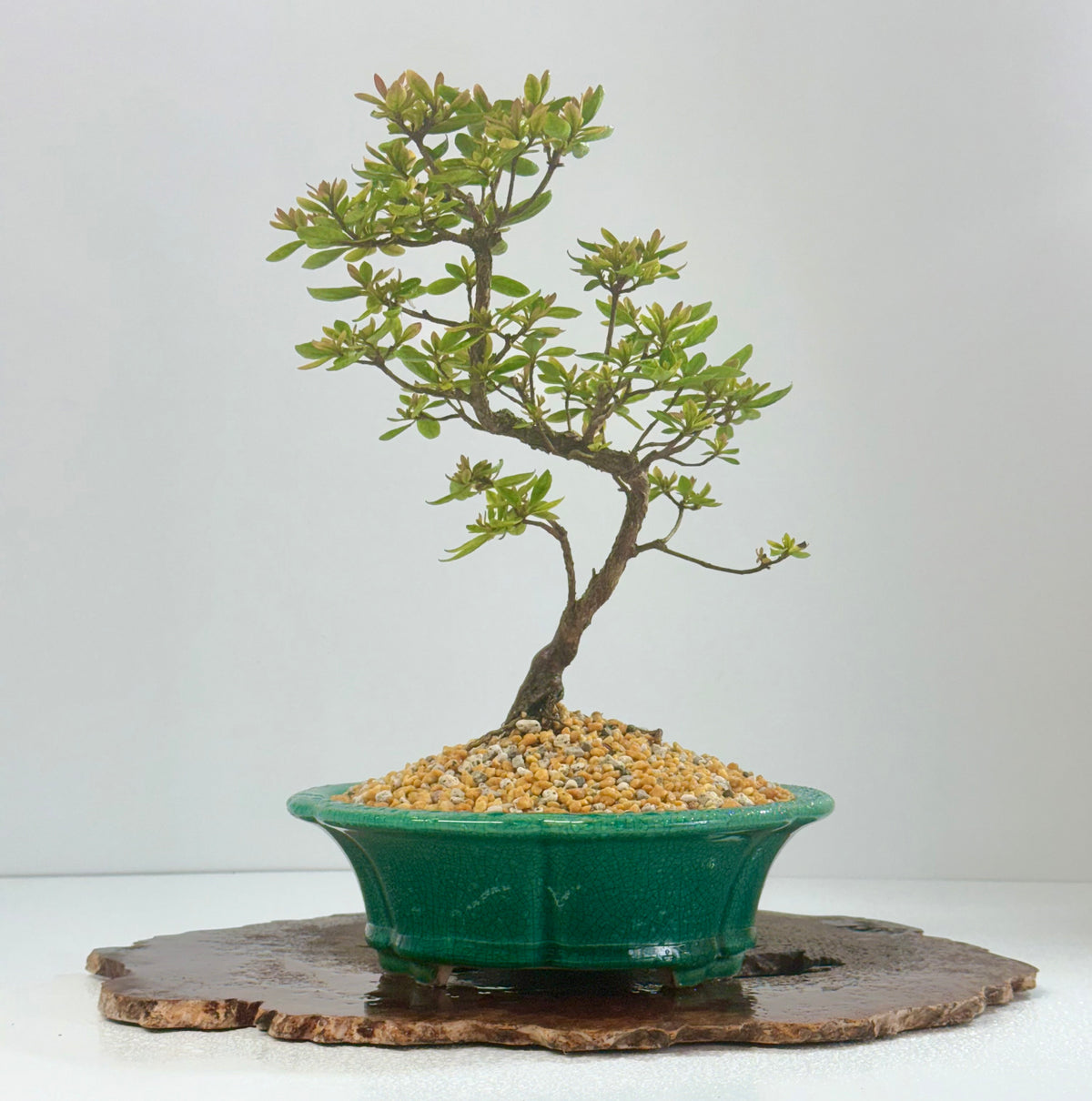 Satsuki Azalea Bonsai Tree – 32cm in Yixing Pot