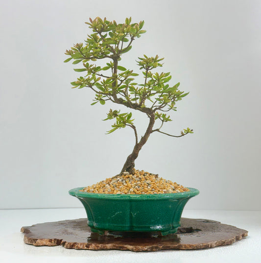 Satsuki Azalea Bonsai Tree – 32cm in Yixing Pot