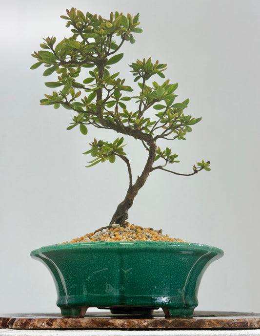 Satsuki Azalea Bonsai Tree – 32cm in Yixing Pot