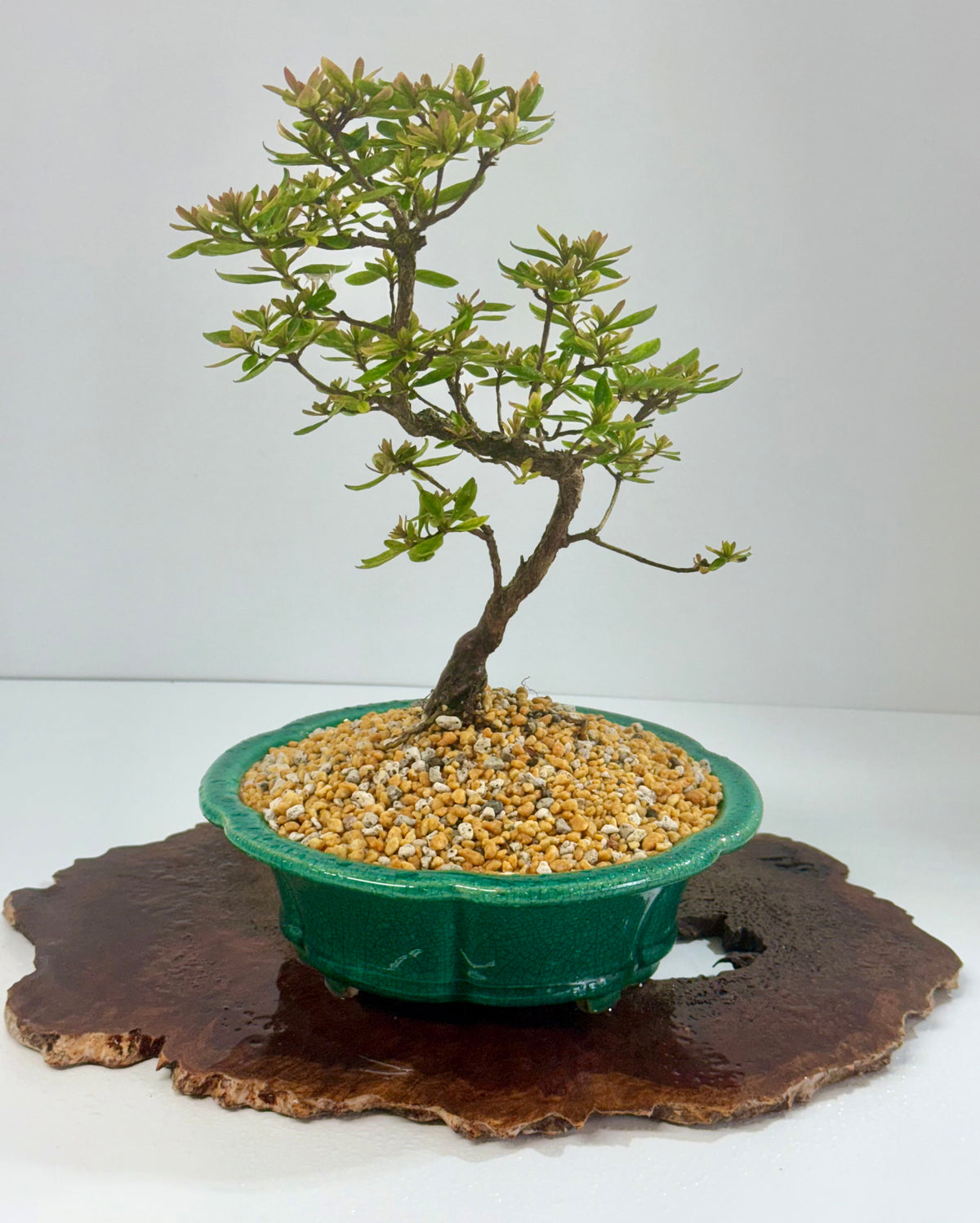 Satsuki Azalea Bonsai Tree – 32cm in Yixing Pot