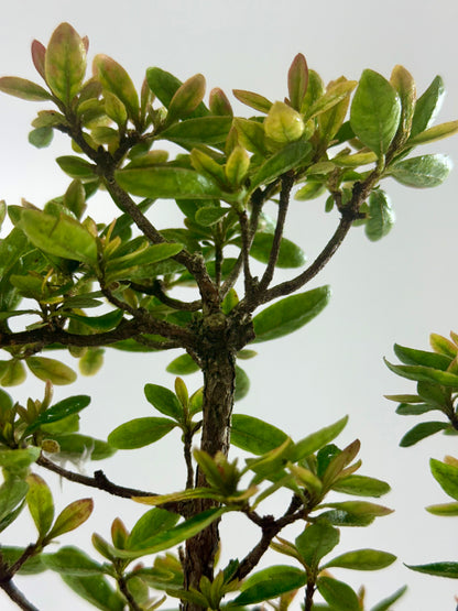 Satsuki Azalea Bonsai Tree – 32cm in Yixing Pot
