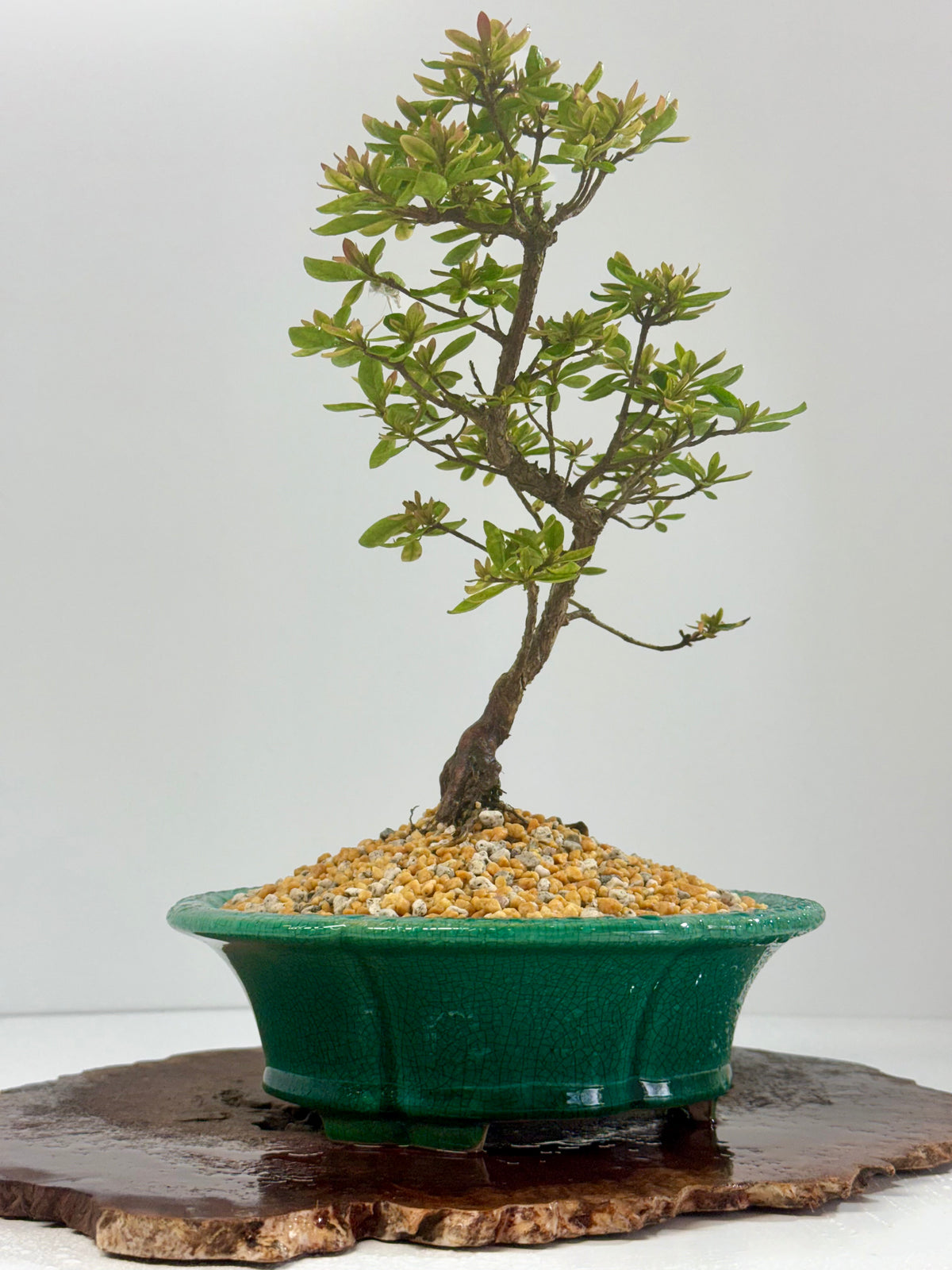 Satsuki Azalea Bonsai Tree – 32cm in Yixing Pot